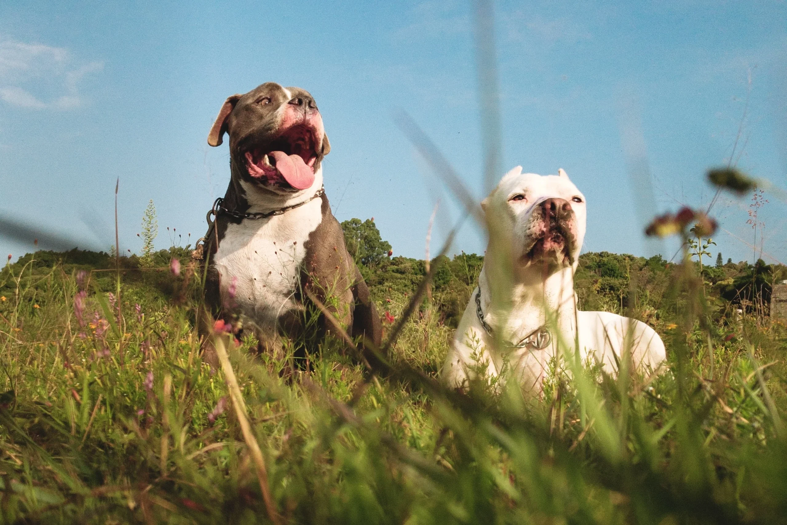 guia de raças - american bully