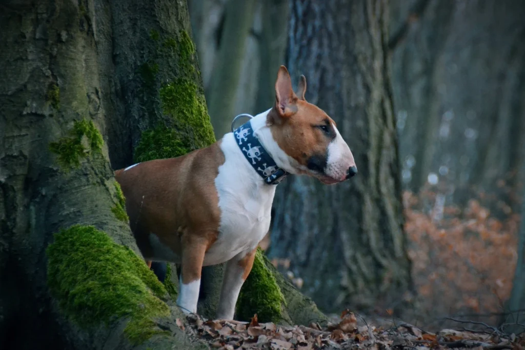 guia de raças - bull terrier