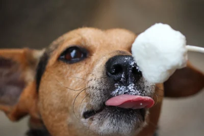 cachorro tomando sorvete