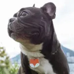 Tag de Identificação Fox - Imagem 3