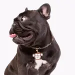 Tag de Identificação Monkey - Imagem 3