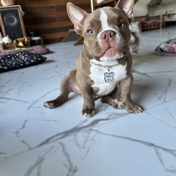 Tag de Identificação American Bully photo review