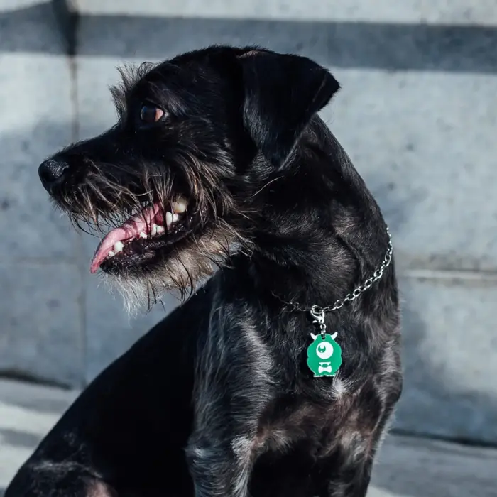 Tag de Identificação Rodolfo - Imagem 3