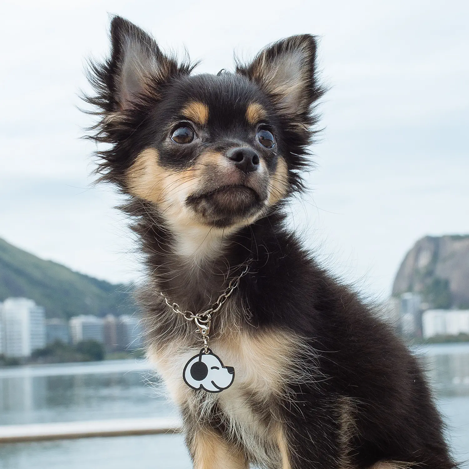 Tag de Identificação Dog Vibe - Imagem 3