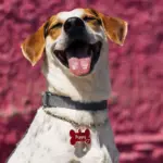 Tag de Identificação Ossinho - Imagem 3