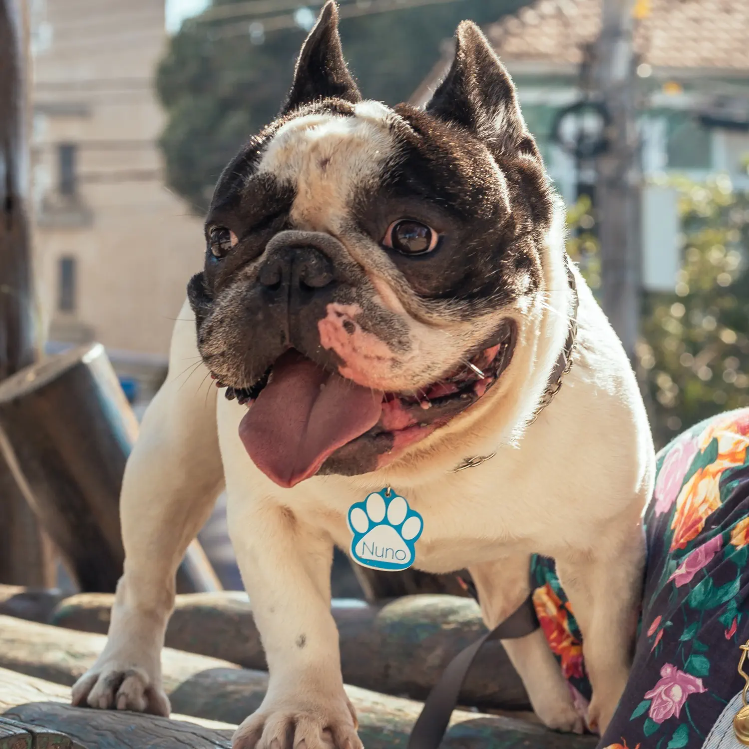 Tag de Identificação com QR Code Patinha - Petscan - Imagem 3