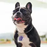 Tag de Identificação Unicórnio - Imagem 3