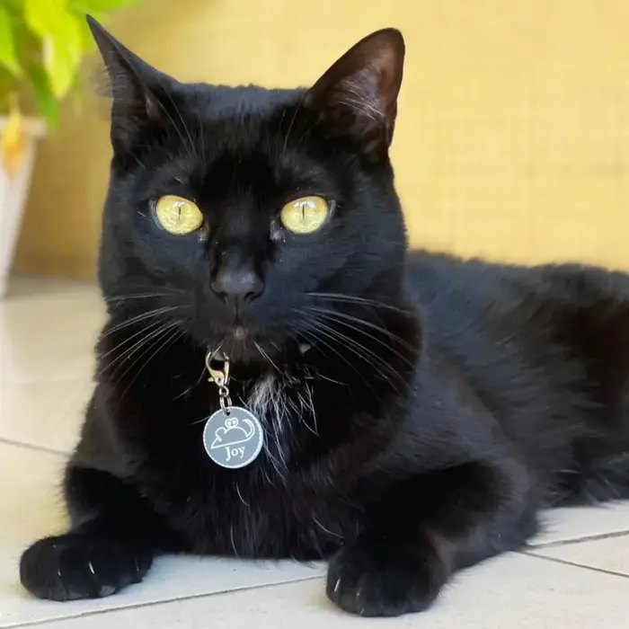 Tag de Identificação Para Gatos com QR Code Mouse Toy – Petscan - Imagem 3