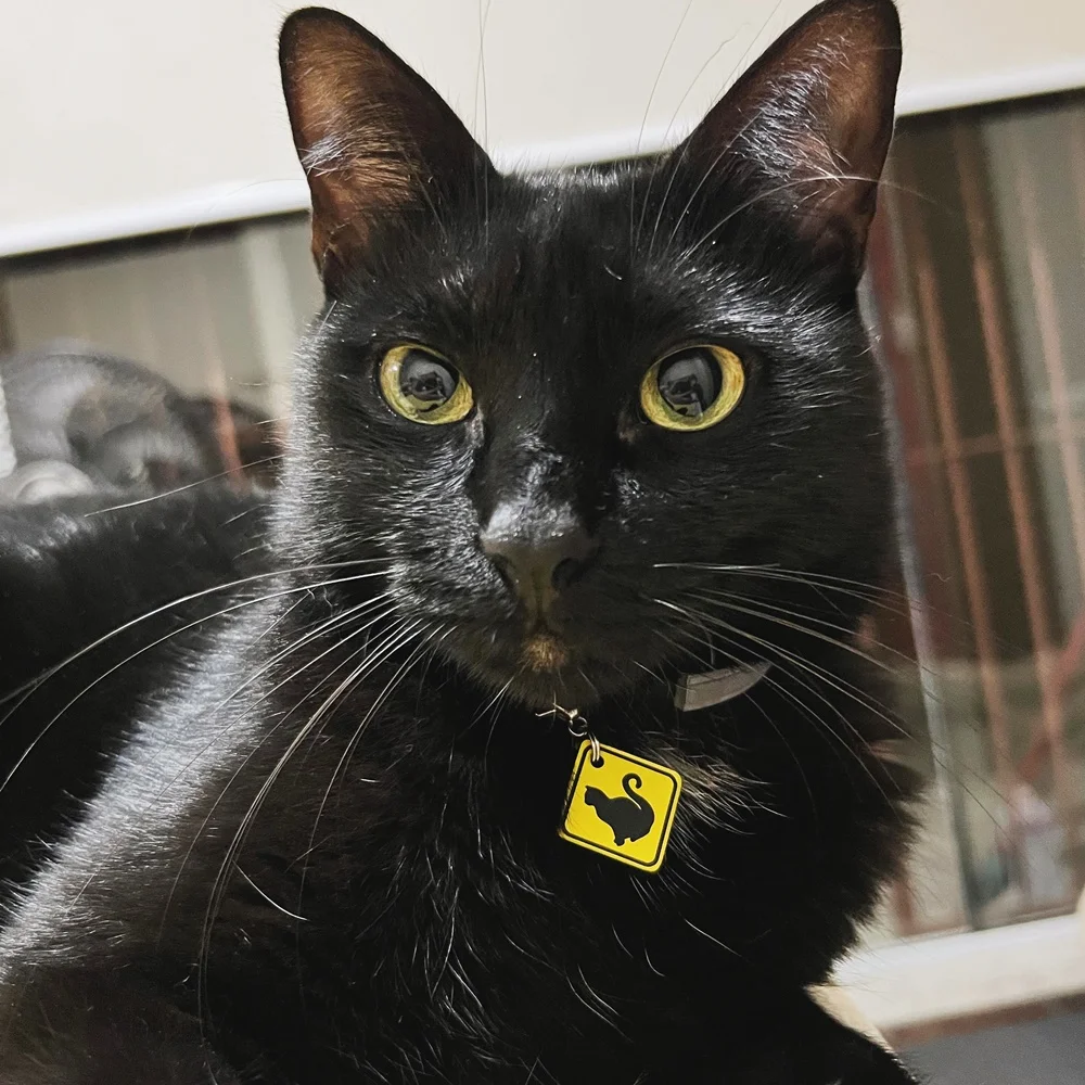 Tag de Identificação Placa de Trânsito Cat - Imagem 3