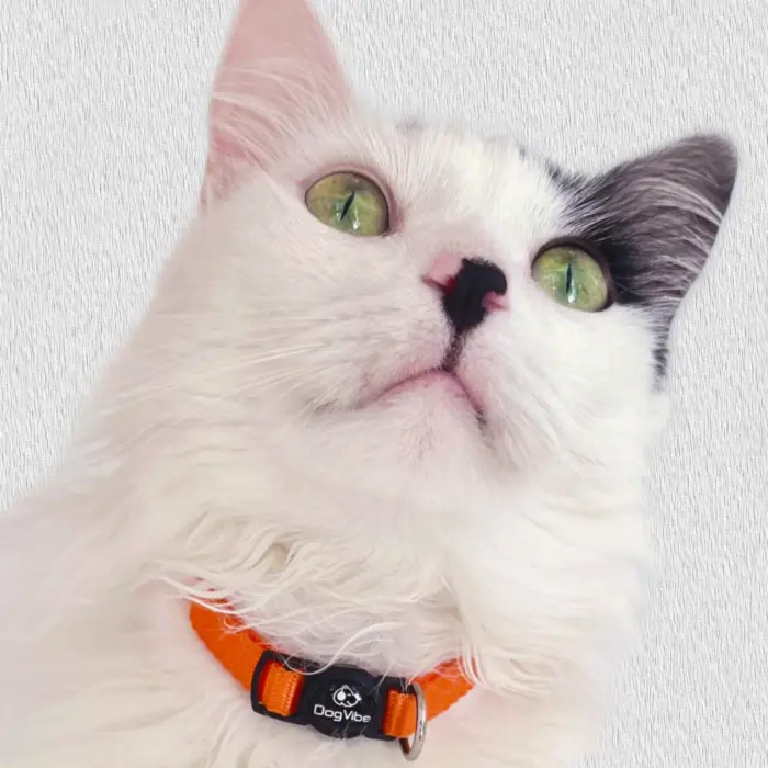 Coleira para Gatos Colors - Imagem 3