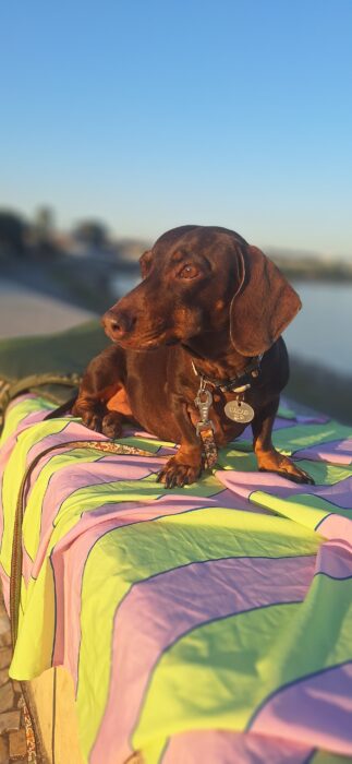 Quadrinho Decorativo Dachshund photo review