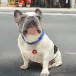 Tag de Identificação Colors Diamante - Imagem 3